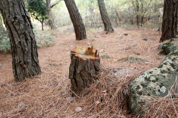 Tree Care